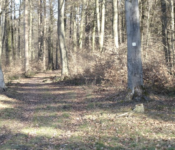 Ein Waldweg mit Laub bedeckt, umgeben von hohen Bäumen. Ein Baum hat eine Markierung mit der Nummer 1., © Eifelverein OG Speicher