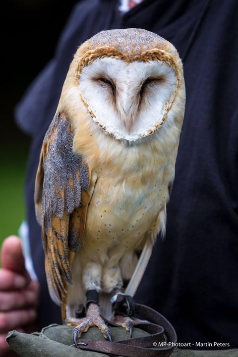 A barn owl sits on a glove. It has a striking face and speckled plumage.