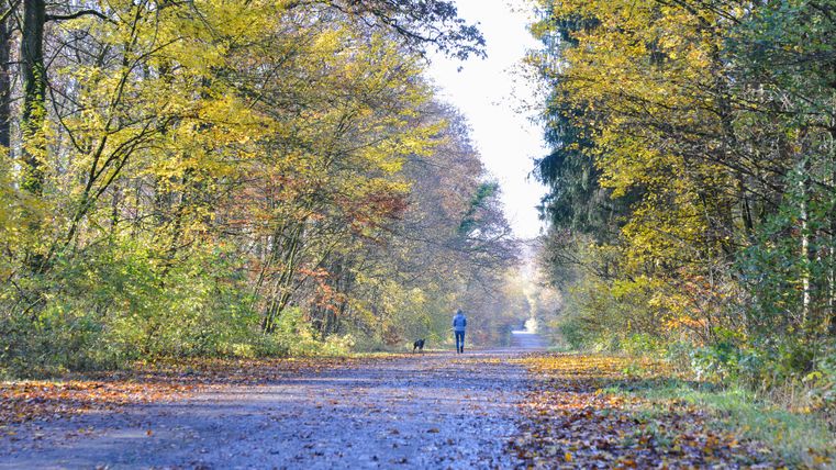 Person mit Hund auf einem Waldweg im Herbst