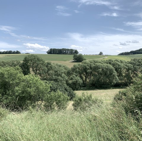 Groene velden en bomen strekken zich uit onder een blauwe hemel met weinig wolken. Een vredig, landelijk landschap., © Benjamin Milbach
