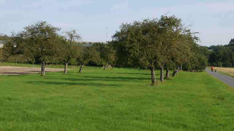 Streuobstwiese mit Bäumen und einem Wanderer auf einem Weg.