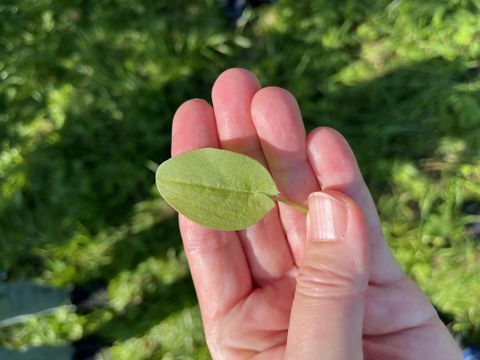 A leaf is held in the hand. The background is green and shows grass.