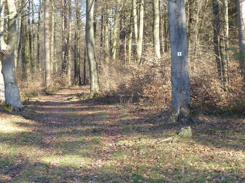 Ein Waldweg mit Laub bedeckt, umgeben von hohen Bäumen. Ein Baum hat eine Markierung mit der Nummer 1.