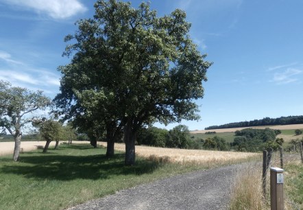 Ein Feldweg führt durch eine grüne Landschaft mit Bäumen und Wiesen unter einem klaren blauen Himmel., © TI Bitburger Land