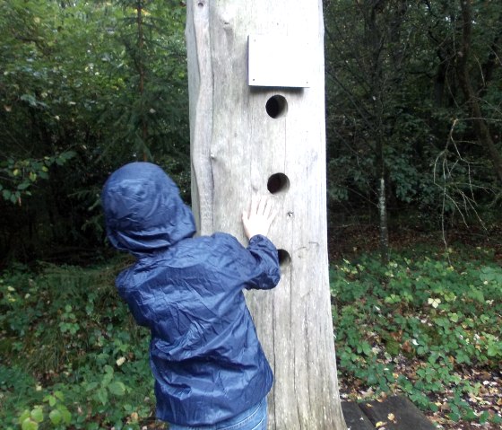 Un enfant en imperméable bleu explore un tronc d'arbre creux avec des trous. Le tronc d'arbre se trouve sur une plate-forme dans la forêt., © Tourist-Information Bitburger Land