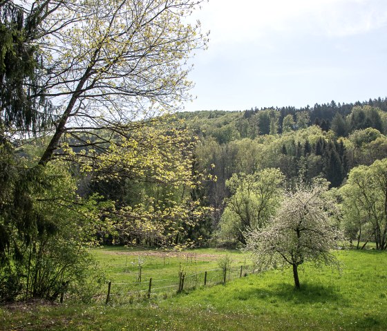 Frühlingslandschaft im Mühlenwald mit blühenden Bäumen, grüner Wiese und bewaldeten Hügeln im Hintergrund unter blauem Himmel., © TI Bitburger Land
