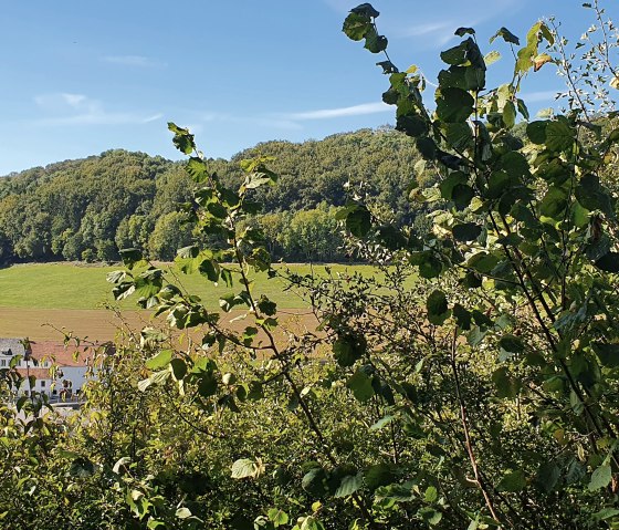 Een oude boerderij in de vallei, omringd door groene bomen en weiden onder een blauwe hemel., © TI BItburger Land - Steffi Wagner