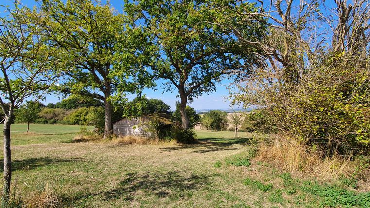 Eine kleine Hütte steht zwischen zwei großen Bäumen auf einer Wiese, umgeben von Büschen und Bäumen unter einem blauen Himmel.