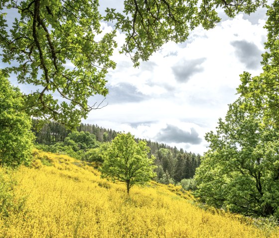Leuchtende Ginsterfelder in der Eifel, umgeben von grünen Bäumen und einem bewölkten Himmel., © Eifel Tourismus GmbH, Dominik Ketz
