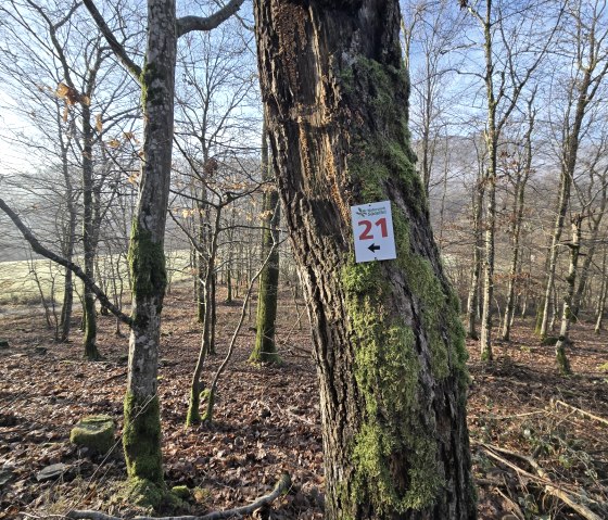 20260118_105008_resized, &copy; Tourist-Information Islek