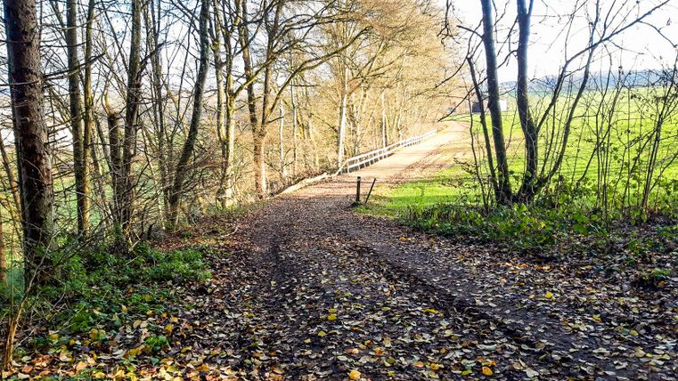 Een bospad bedekt met bladeren leidt langs een hek door een herfstlandschap.