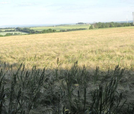 nattenheimer-hexenweg-2-c-geschichtlicher-arbeitskreis-nattenheim-36, © Geschichtlicher Arbeitskreis Nattenheim