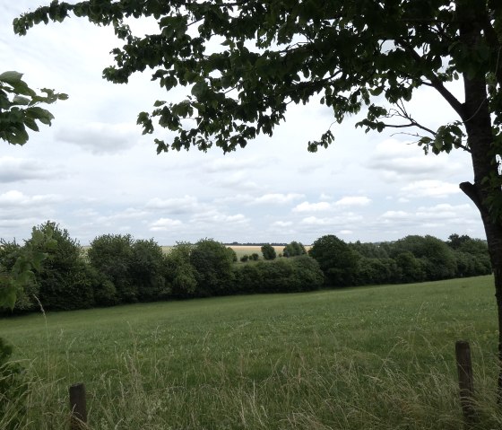 Grüne Wiese mit Bäumen im Vordergrund, ein Baum rechts im Bild. Im Hintergrund Felder und ein bewölkter Himmel., © TI Bitburger Land