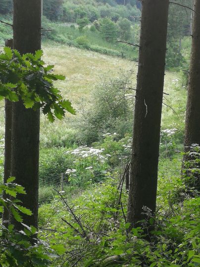 Uitzicht door bomen naar een groene weide met wilde bloemen.