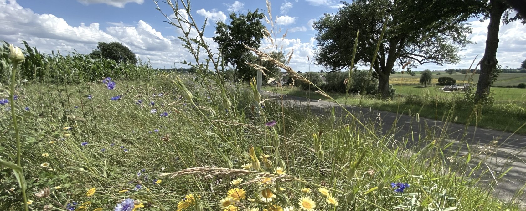 Bunte Blumenwiese am Wegesrand, umgeben von Bäumen und Feldern unter einem blauen Himmel mit weißen Wolken., © B. Milbach
