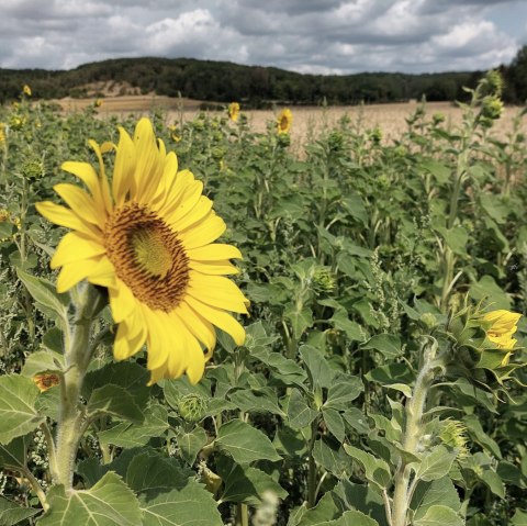 Een zonnebloem op de voorgrond in een veld, omringd door andere zonnebloemen. Op de achtergrond zijn heuvels en een bewolkte lucht te zien., © Otmar Schröder