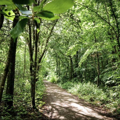 K&ouml;nigsw&auml;ldchen., &copy; TI Bitburger Land