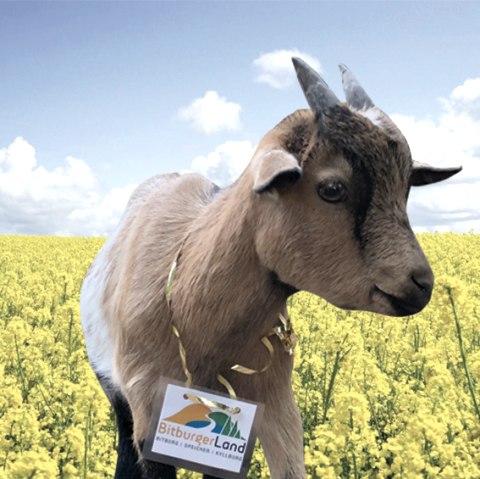 Gondi, &copy; Tourist-Information Bitburger Land