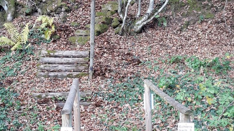 Wandelpad met houten leuningen en met bladeren bedekte grond.