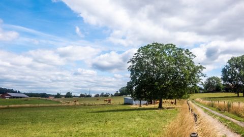 Landschaft mit Wiesen, Bäumen und einem Feldweg unter blauem Himmel mit Wolken.