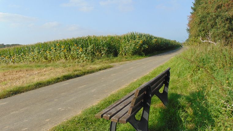 Eine Holzbank steht an einem asphaltierten Weg neben einem Feld mit Sonnenblumen und Mais.