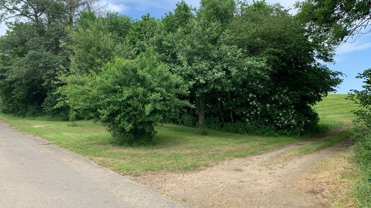 Ein Weg teilt sich in zwei Pfade, umgeben von grünen Bäumen und Wiesen unter einem bewölkten Himmel.