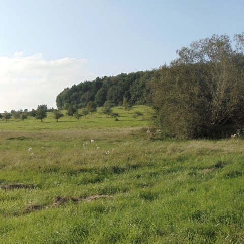 Green meadow with scattered trees, in the background a dense forest under a blue sky with a few clouds., © Conny Meier