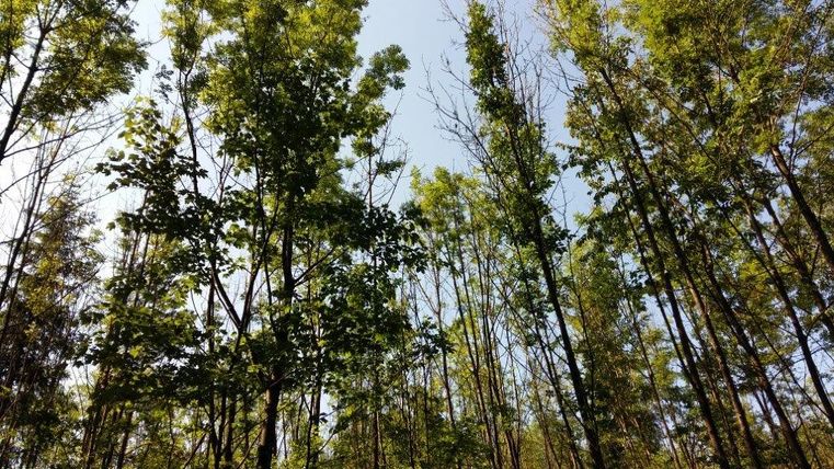 Uitzicht op hoge bomen met groen gebladerte en blauwe lucht op de achtergrond.
