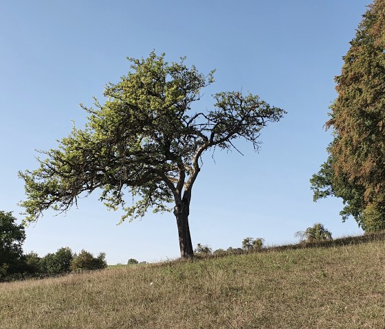 Ein einzelner Baum steht auf einer leicht geneigten Wiese unter einem klaren blauen Himmel. Rechts sind weitere Bäume zu sehen., © TI Bitburger Land, Steffi Wagner