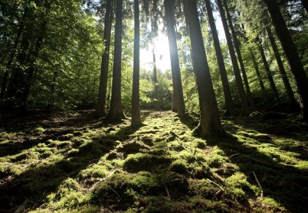 Randonn&eacute;e &agrave; travers la for&ecirc;t de la Meulenwaldroute, &copy; Eifel Tourismus GmbH/D. Ketz