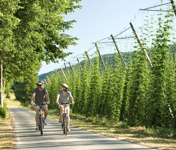 Champs de houblon sur la piste cyclable de Prüm près de Holsthum, © Rheinland-Pfalz Tourismus GmbH/D. Ketz
