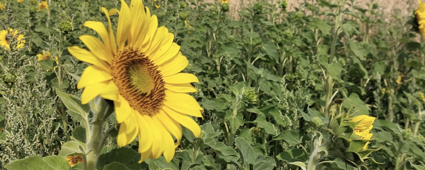 A sunflower in the foreground in a field, surrounded by other sunflowers. Hills and a cloudy sky can be seen in the background., © Otmar Schröder