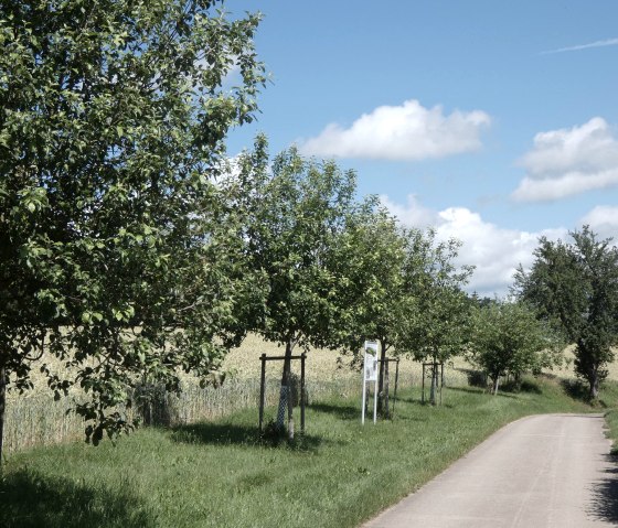 A narrow path runs through orchards with green trees, surrounded by fields under a blue sky with white clouds., © Tourist-Information Bitburger Land, Melanie Salzburger