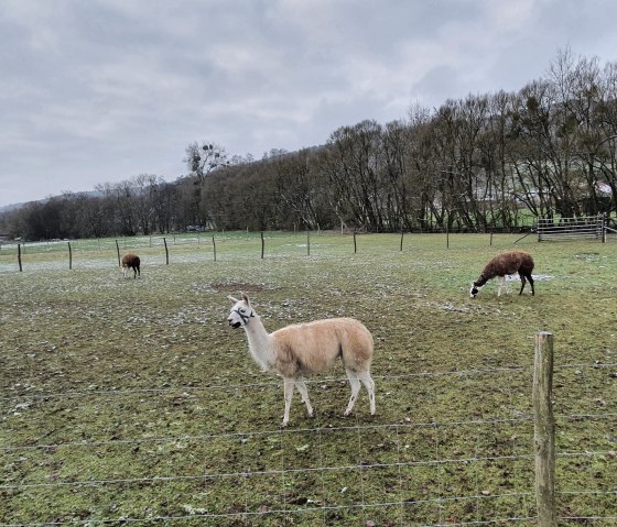 Alpaca's en ganzen grazen op een omheinde weide. Op de achtergrond zijn bomen en een bewolkte lucht te zien., © Tourist-Information Bitburger Land / Steffi Wagner
