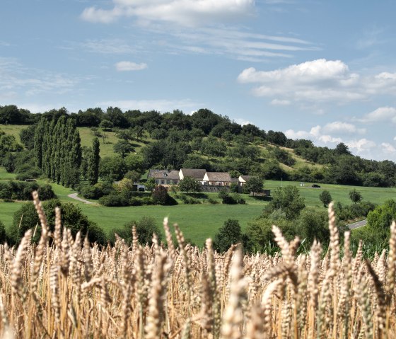 Getreidefeld im Vordergrund, dahinter grüne Hügel mit den Schutzhäusern der Villa Otrang unter blauem Himmel., © TI Bitburger Land