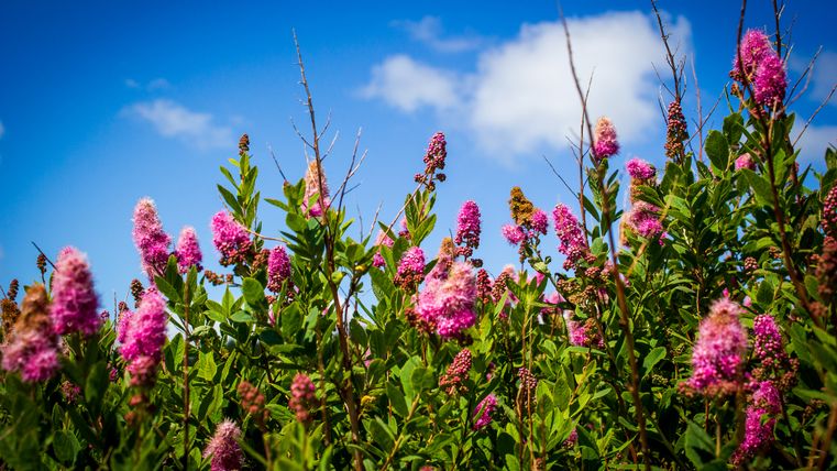 Rosa Blüten vor blauem Himmel mit Wolken.