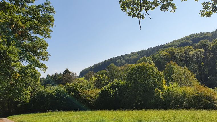 Prairie verte avec des arbres et des collines boisées sous un ciel dégagé.