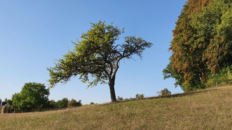 Einzelner Baum auf einer Wiese mit blauem Himmel im Hintergrund.