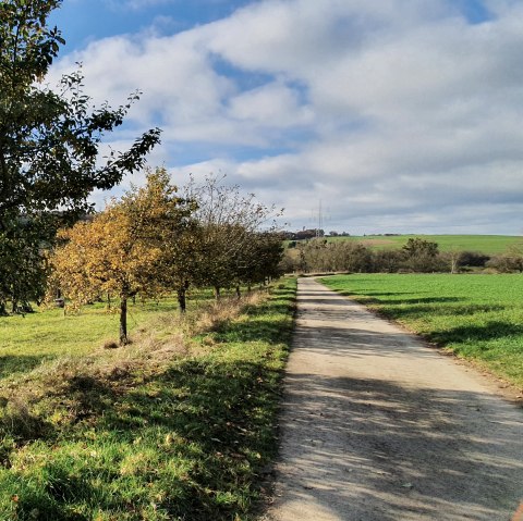 Un chemin rural traverse un paysage automnal d'arbres et d'herbe verte sous un ciel bleu parsemé de nuages., © TI Bitburger Land