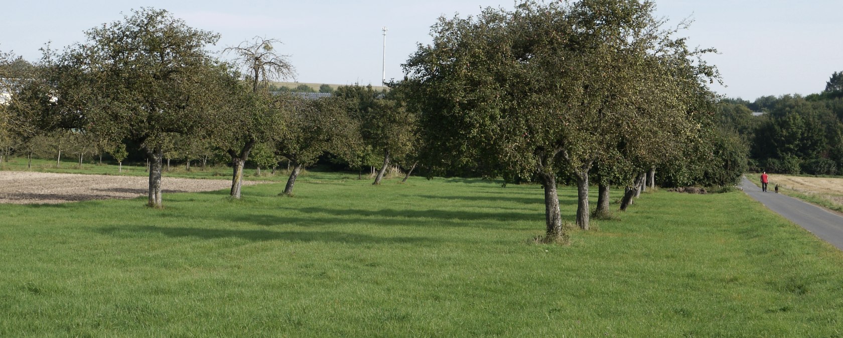 Un pré vert avec des arbres fruitiers, à côté d'un chemin étroit. Un randonneur en veste rouge longe le chemin., © Berscheid