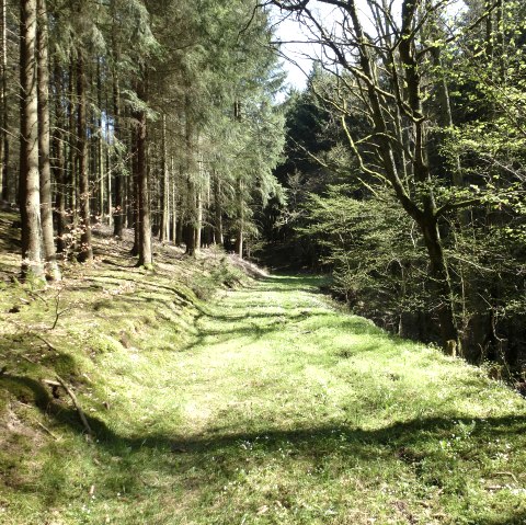 Beautiful forest passages, © NaturAktivErleben