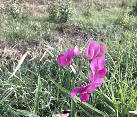 Une fleur rose s'épanouit au milieu de l'herbe verte et des plantes au bord de la route., © TI Bitburger Land