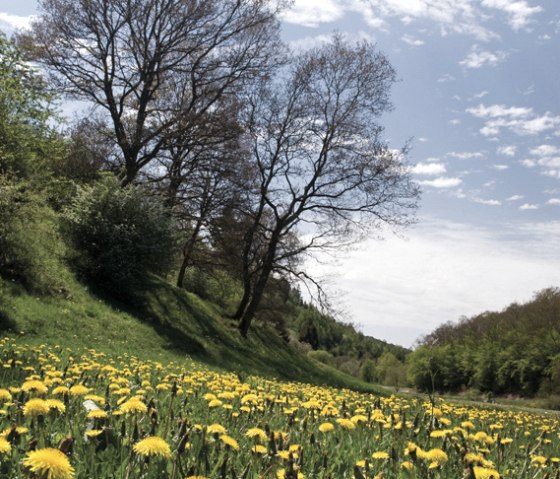 Devon pad, paardenbloemweide, © Naturpark Südeifel, Pierre Haas