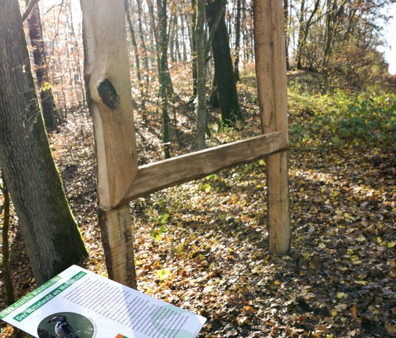 Ein Holzrahmen im Wald mit einer Infotafel über Wölfe. Sonnenlicht scheint durch die Bäume und beleuchtet das Herbstlaub am Boden., © TI Bitburger Land