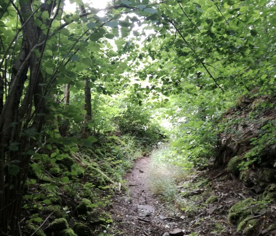 Ein schmaler Waldweg, umgeben von dichtem Laub und Moos, führt durch einen grünen Wald., © Tourist-Information Bitburger Land