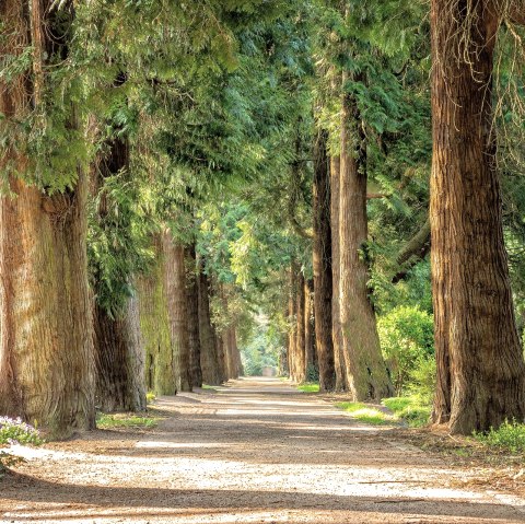 Wald, © Pixabay