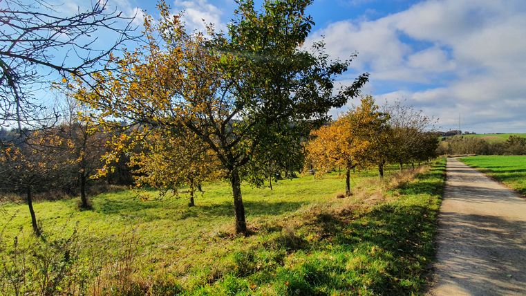 Ländlicher Weg mit Bäumen im Herbst, blauer Himmel und Wolken.