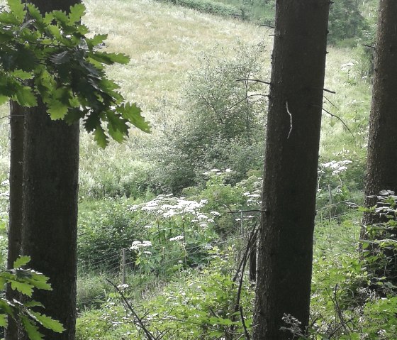 Blick durch Bäume auf eine grüne Wiese mit Wildblumen und dichtem Bewuchs im Vordergrund., © M. Bach