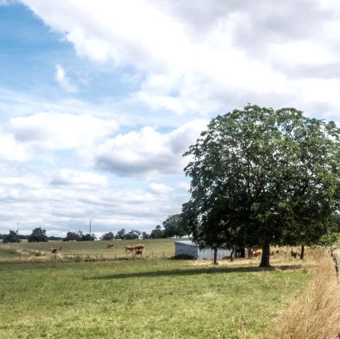 Des prairies vertes avec un grand arbre et un chemin de terre, entourées de pâturages et d'arbres sous un ciel bleu nuageux., © TI Bitburger Land