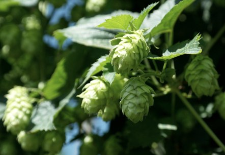 Ombelle de houblon vert, © Pixabay